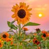 sunflawer_____