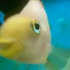 pashelnaxyiggg