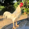 ckuthao38888