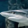 smallshark49