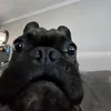 kyoxster