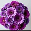 altan._altn