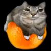 catlover288282