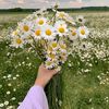 dou_dou830