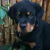 bear1rottie