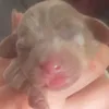 willowandzoom