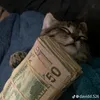 catgod_36