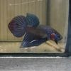 beautiful_crayfish.5