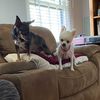 thebunnyandbellachron
