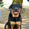jax.the.rottie5