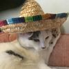 chewing_mega_cat