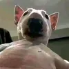 dntoyzz