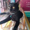 hnya.kucing.hitam.mewing