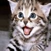 meeeeaww