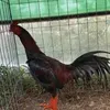 thpkaka