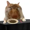 gyudedd