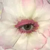 shu1_shu0