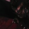 vanvilla_22