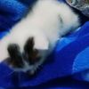 dinda.milka