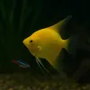 fish_tales_aquarium