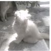 masha_corre