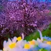 barzan_zrare1