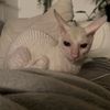 gracie.g_2
