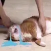 tankfishnguyen