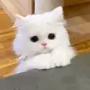 adekcomel621