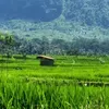 _ciput25