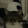 h_fat_