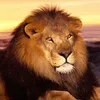 abdelah949