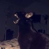 .haunted_ghost
