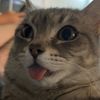 parliamentofpaws