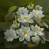 m.l01065