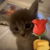 kitti80376