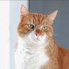 hercules_der_kater