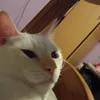gabriel_felix838