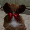 corgi.asyaa