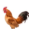 very_hot_chicken