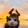 lvlyopossum