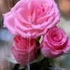 rosbeell