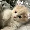 sleepink_24_hour0