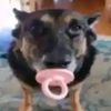 dog_with_pacifier_
