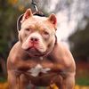 pitbulofficial