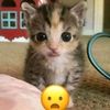 elgatoasustado_