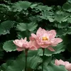 nhuhuynh4709