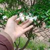 aniymoni