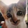 veeranqlb4m