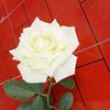 user2203260562296
